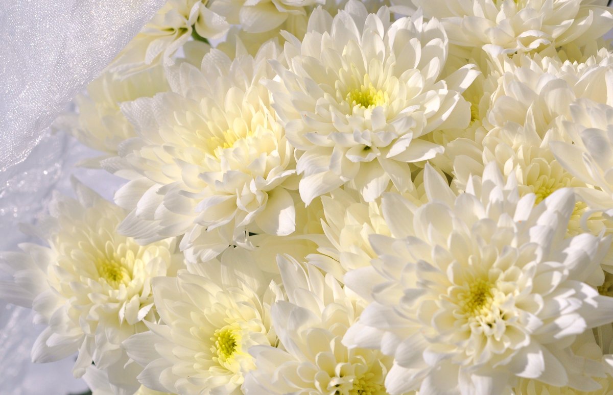 Фото купленных белых хризантем