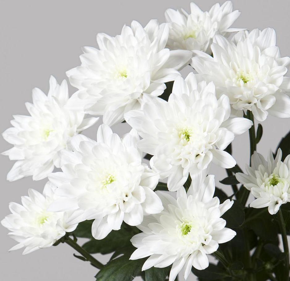Фото доставленных белых хризантем