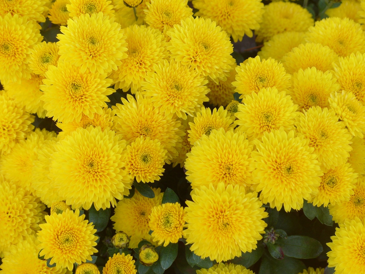 Фото желтых хризантем