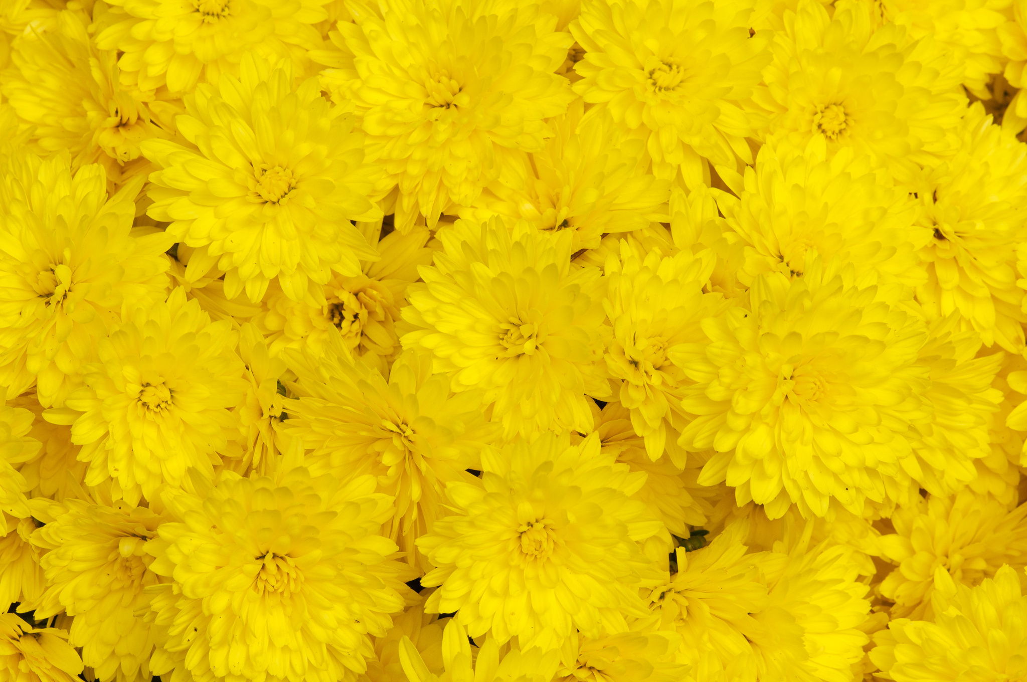 Фото желтых хризантем по недорогой цене