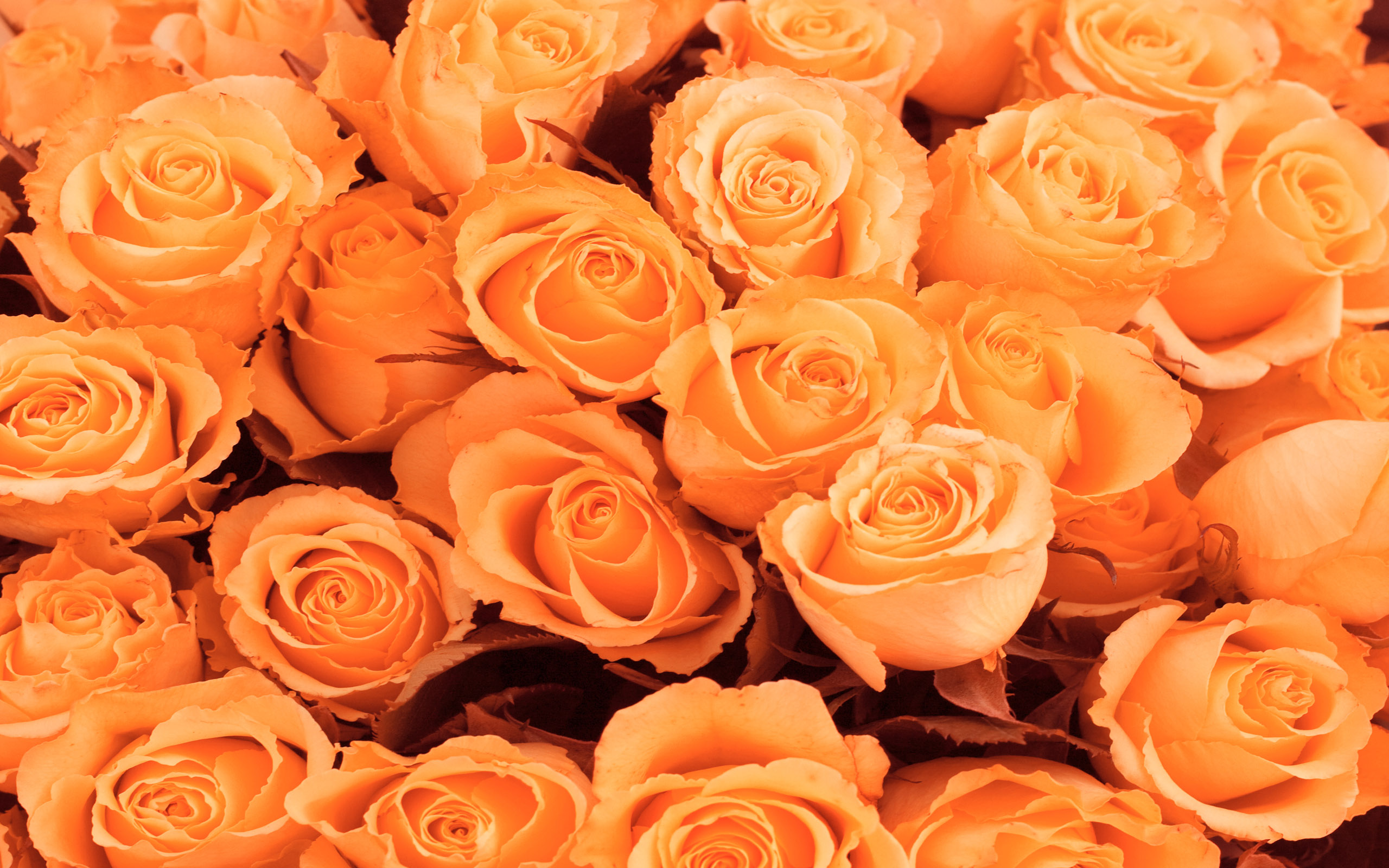 Фото заказанных оранжевых роз