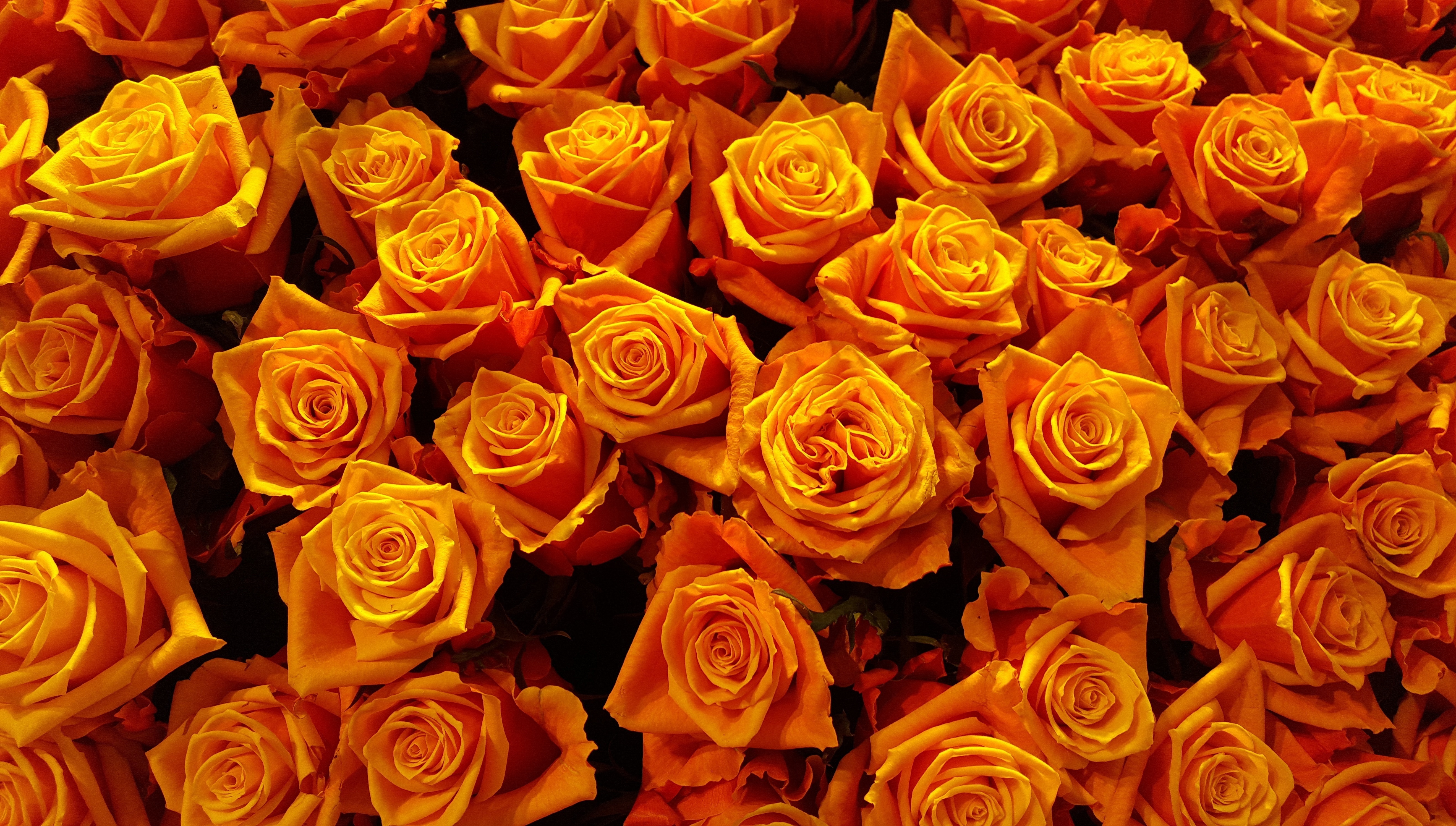 Фото ярко-оранжевых свежих роз