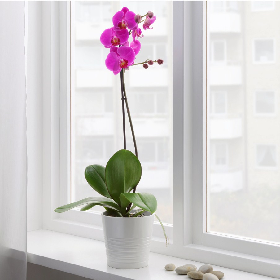 Домашние цветы в горшках орхидея фото