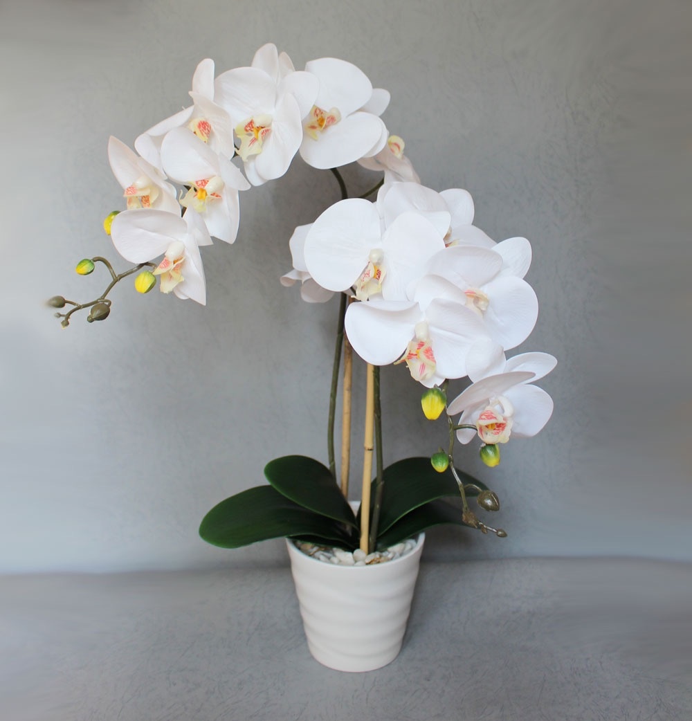 Комнатные цветы орхидея фото