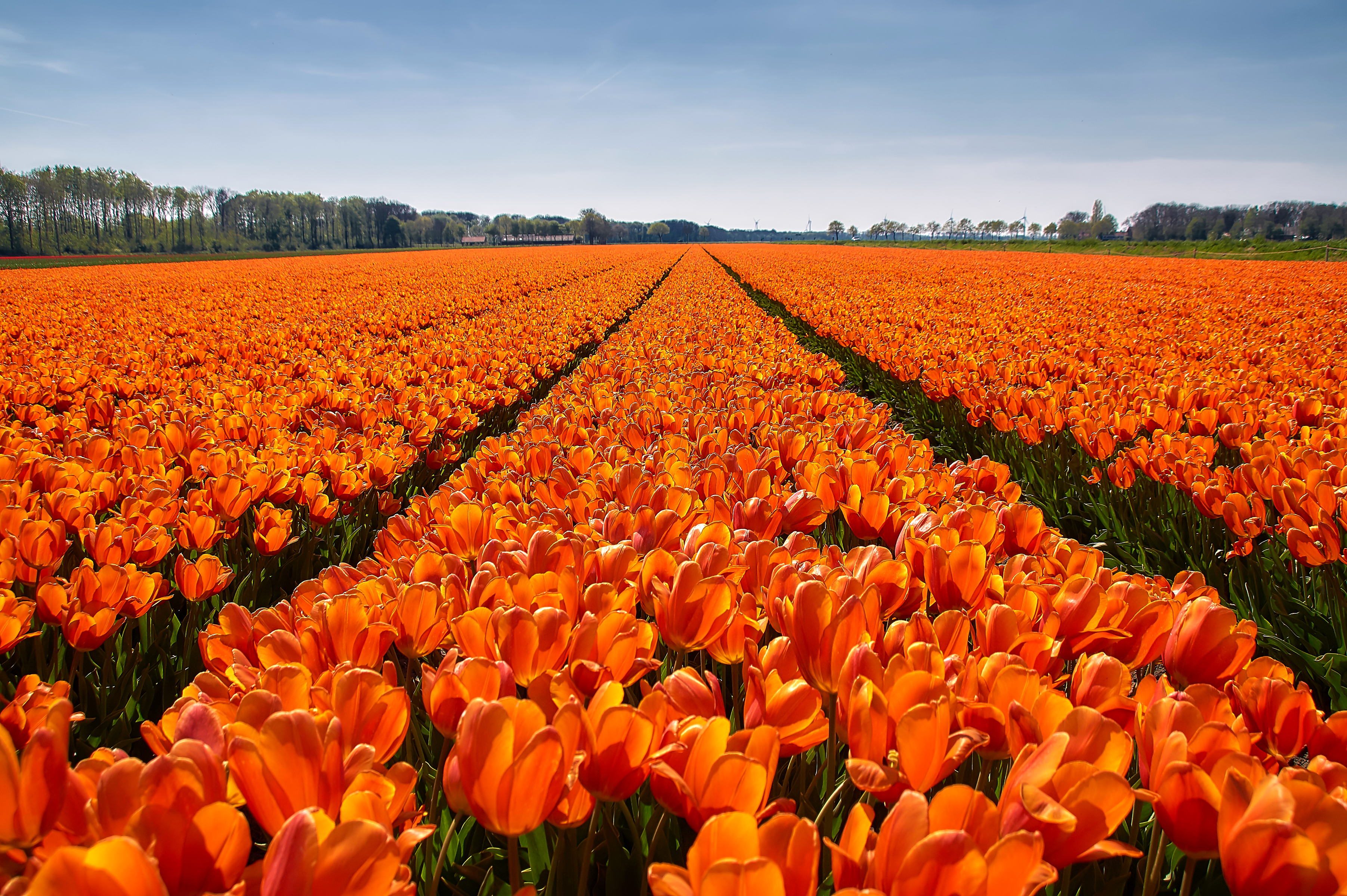 Orange flowers. Оранжевые тюльпаны. Поле тюльпанов. Природа в оранжевых тонах. Тюльпаны в природе.